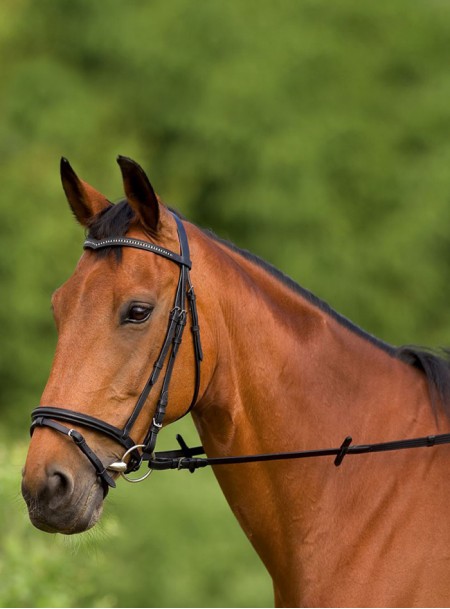 Вуздечка для поні Norton 301060102 купити в інтернет магазині Horse&Pet  Фото